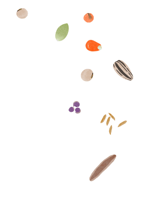 Ilustração colorida de várias sementes, representando o Sementeira, programa de contribuição do O Joio e O Trigo, veículo de jornalismo independente.