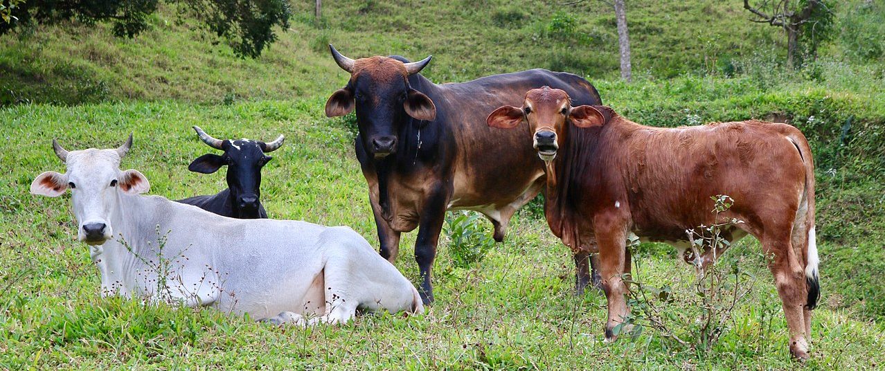 Ministra de Bolsonaro quer gado de ‘brigada de incêndio’ em reservas ambientais