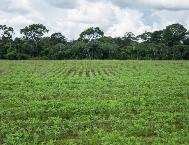 Mar de soja invade ilhas de produção de alimentos no Mato Grosso