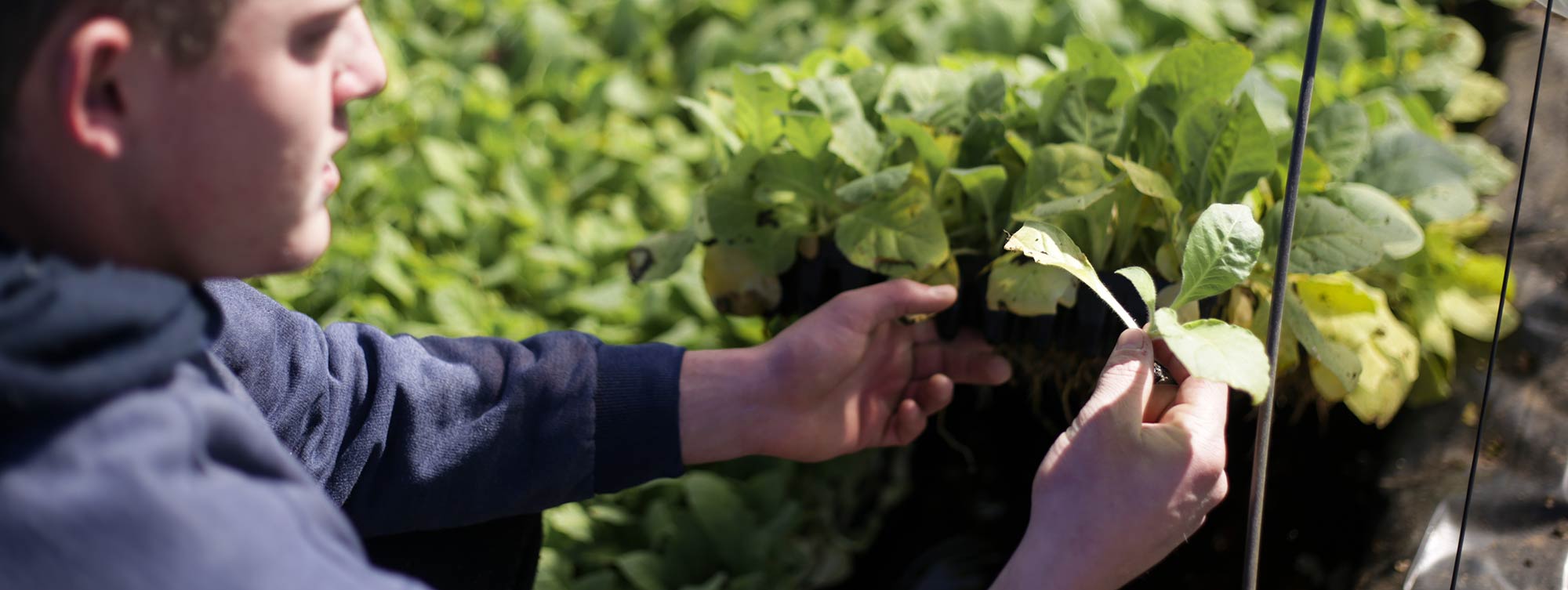 Governo Lula retoma ajuda a agricultores que querem deixar o plantio de tabaco