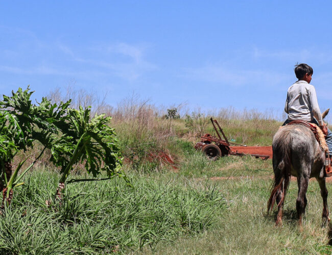 O cerco do malte sobre terras negras