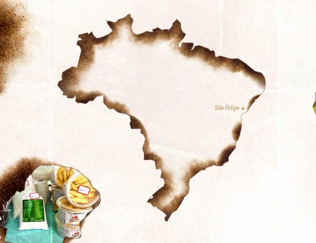 Araruta: a planta (quase) esquecida que se recusa a sumir