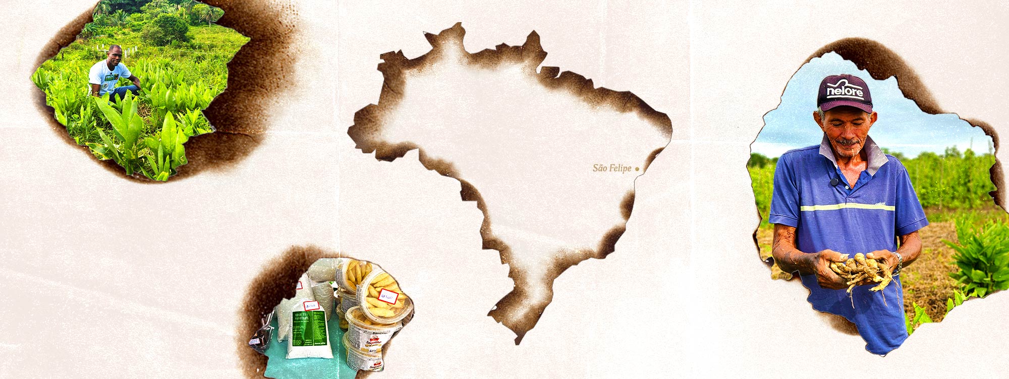 Araruta: a planta (quase) esquecida que se recusa a sumir
