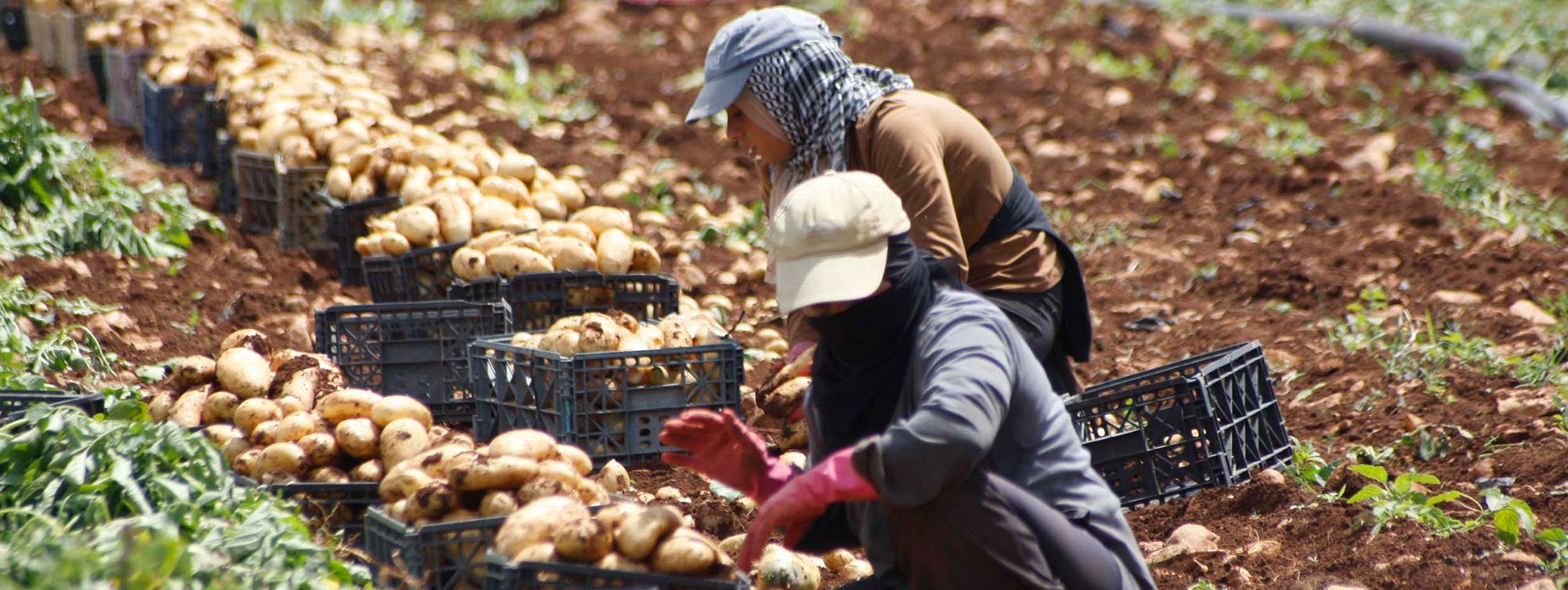 416 milhões trabalham para alimentar o mundo sem ganhar o suficiente para viver